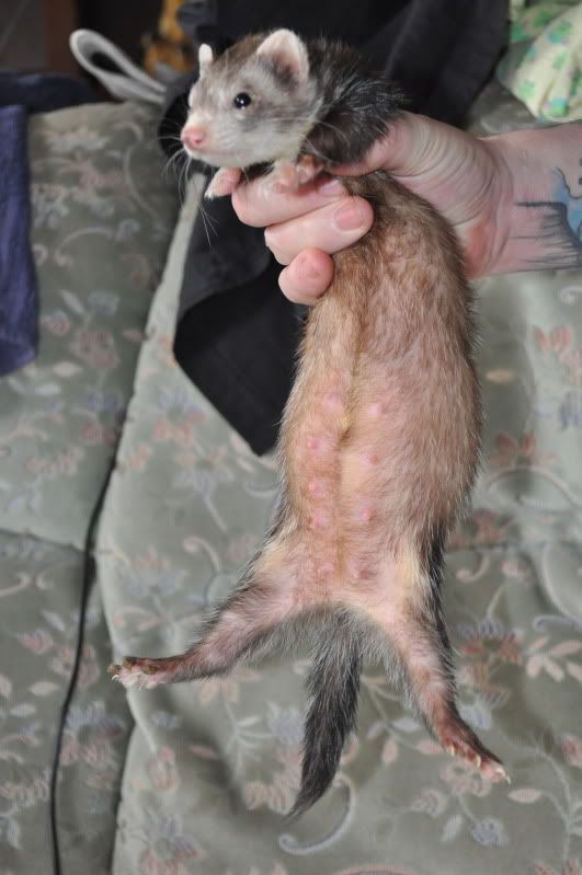 Does this ferret look pregnant? Reptile Forums